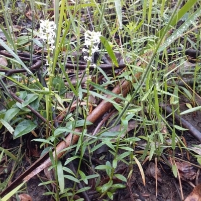 Stackhousia monogyna (Creamy Candles) at Cockwhy, NSW - 18 Oct 2020 by GLemann