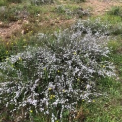 Gaudium multicaule (Teatree) at Bruce Ridge to Gossan Hill - 17 Oct 2020 by goyenjudy