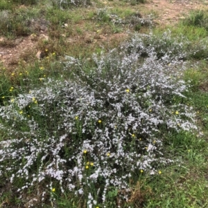 Gaudium multicaule at Bruce, ACT - 17 Oct 2020 01:46 PM