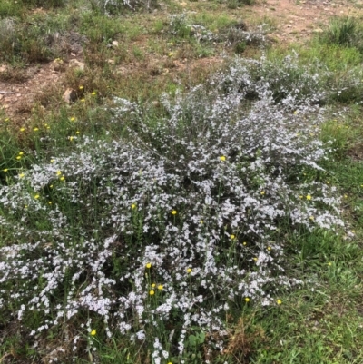 Gaudium multicaule (Teatree) at Bruce Ridge to Gossan Hill - 17 Oct 2020 by goyenjudy