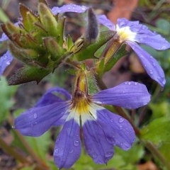 Scaevola aemula (Common Fan-flower) at Cockwhy, NSW - 18 Oct 2020 by GLemann