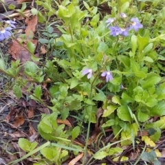 Scaevola aemula at Cockwhy, NSW - 18 Oct 2020