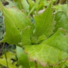 Scaevola aemula at Cockwhy, NSW - 18 Oct 2020 11:11 AM