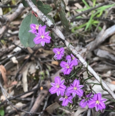 Thysanotus patersonii (Twining Fringe Lily) at Gossan Hill - 17 Oct 2020 by goyenjudy