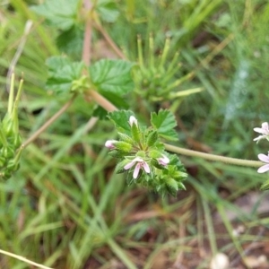 Pelargonium inodorum at Cockwhy, NSW - 18 Oct 2020