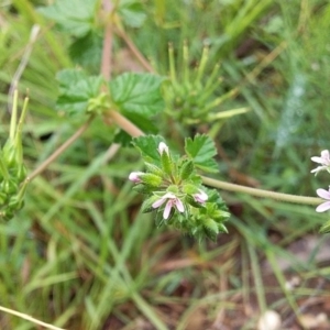 Pelargonium inodorum at Cockwhy, NSW - 18 Oct 2020 11:27 AM