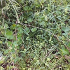 Pelargonium inodorum at Cockwhy, NSW - 18 Oct 2020 11:27 AM