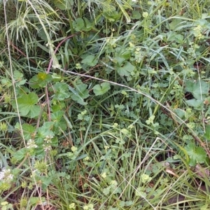 Pelargonium inodorum at Cockwhy, NSW - 18 Oct 2020