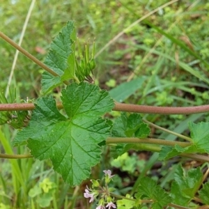 Pelargonium inodorum at Cockwhy, NSW - 18 Oct 2020