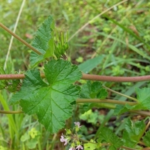 Pelargonium inodorum at Cockwhy, NSW - 18 Oct 2020 11:27 AM
