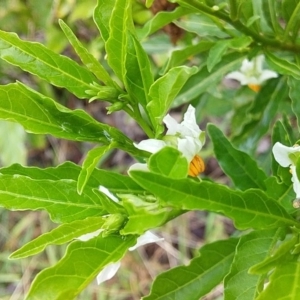 Solanum pseudocapsicum at Cockwhy, NSW - 18 Oct 2020