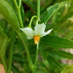 Solanum pseudocapsicum at Cockwhy, NSW - 18 Oct 2020