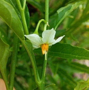 Solanum pseudocapsicum at Cockwhy, NSW - 18 Oct 2020 11:34 AM