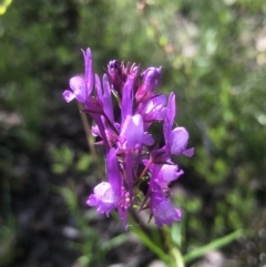 Linaria pelisseriana (Pelisser's Toadflax) at Bruce, ACT - 17 Oct 2020 by goyenjudy