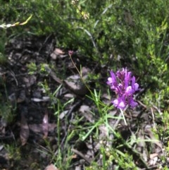 Linaria pelisseriana at Bruce, ACT - 17 Oct 2020