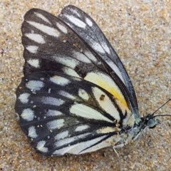 Belenois java (Caper White) at Batemans Marine Park - 18 Oct 2020 by GLemann