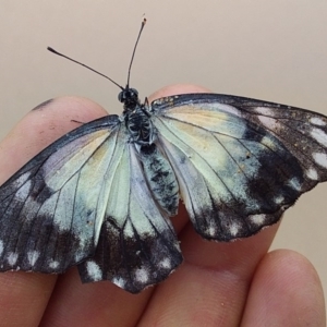 Belenois java at Batemans Marine Park - 18 Oct 2020