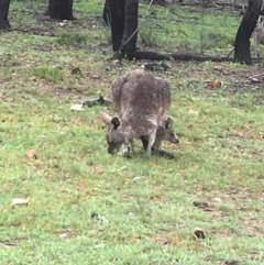 Macropus giganteus (Eastern Grey Kangaroo) at Bruce, ACT - 7 Oct 2020 by goyenjudy