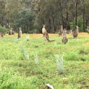 Macropus giganteus at Bruce, ACT - 7 Oct 2020 01:28 PM