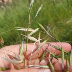 Avena sp. (Wild Oats) at Albury - 17 Oct 2020 by ClaireSee