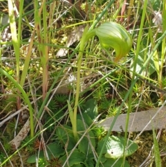 Pterostylis nutans (Nodding Greenhood) at Albury - 17 Oct 2020 by ClaireSee