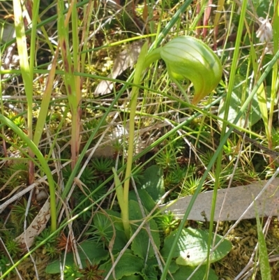 Pterostylis nutans (Nodding Greenhood) at Albury - 17 Oct 2020 by ClaireSee