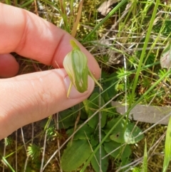 Pterostylis nutans at Monument Hill and Roper Street Corridor - suppressed