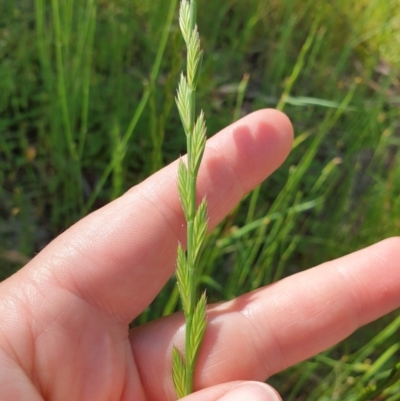Lolium sp. (Ryegrass) at Monument Hill and Roper Street Corridor - 17 Oct 2020 by ClaireSee