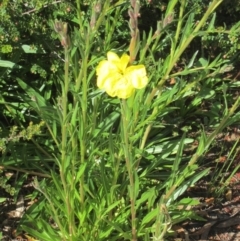 Oenothera stricta subsp. stricta (Common Evening Primrose) at Isaacs, ACT - 18 Oct 2020 by croweater