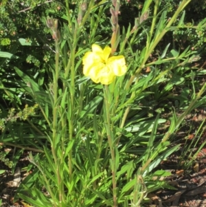 Oenothera stricta subsp. stricta at Isaacs, ACT - 18 Oct 2020