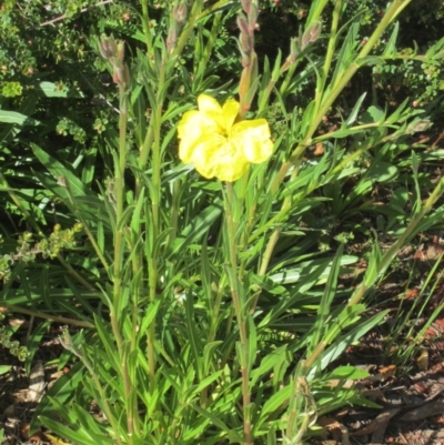 Oenothera stricta subsp. stricta (Common Evening Primrose) at Isaacs, ACT - 17 Oct 2020 by croweater