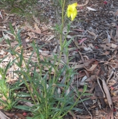 Oenothera stricta subsp. stricta at Isaacs, ACT - suppressed