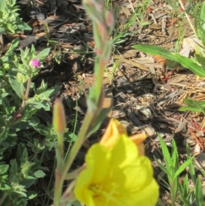 Oenothera stricta subsp. stricta at Isaacs, ACT - suppressed