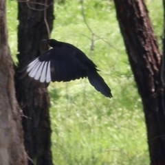 Corcorax melanorhamphos (White-winged Chough) at Wodonga - 18 Oct 2020 by Kyliegw