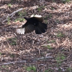 Corcorax melanorhamphos at Wodonga, VIC - 18 Oct 2020