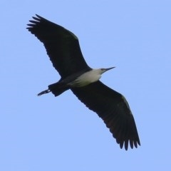 Ardea pacifica (White-necked Heron) at Wodonga, VIC - 18 Oct 2020 by KylieWaldon