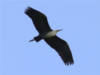 Ardea pacifica (White-necked Heron) at Wodonga, VIC - 18 Oct 2020 by KylieWaldon