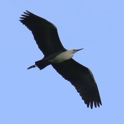 Ardea pacifica (White-necked Heron) at Wodonga - 18 Oct 2020 by KylieWaldon