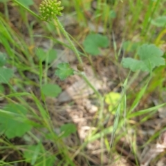 Hydrocotyle laxiflora (Stinking Pennywort) at Albury - 17 Oct 2020 by ClaireSee