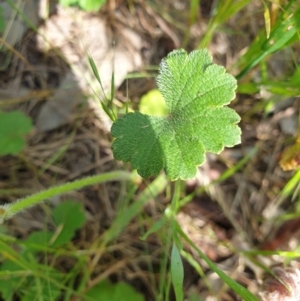 Hydrocotyle laxiflora at Albury, NSW - 17 Oct 2020