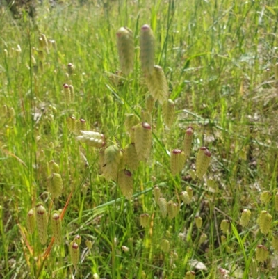 Briza maxima (Quaking Grass, Blowfly Grass) at Albury - 17 Oct 2020 by ClaireSee