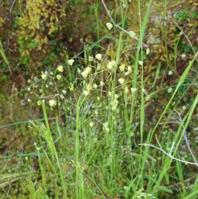 Briza minor (Shivery Grass) at Monument Hill and Roper Street Corridor - 17 Oct 2020 by ClaireSee