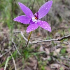 Glossodia major (Wax Lip Orchid) at Denman Prospect, ACT - 9 Oct 2020 by nic.jario