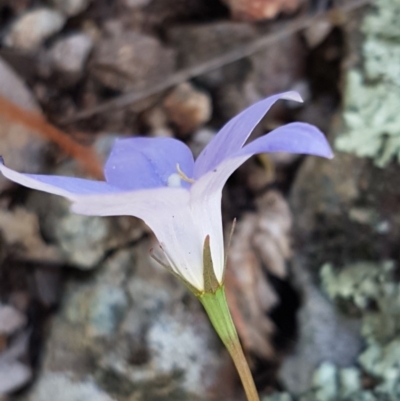 Wahlenbergia gracilis (Australian Bluebell) at Holt, ACT - 18 Oct 2020 by tpreston