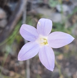 Wahlenbergia gracilis at Holt, ACT - 18 Oct 2020 03:30 PM