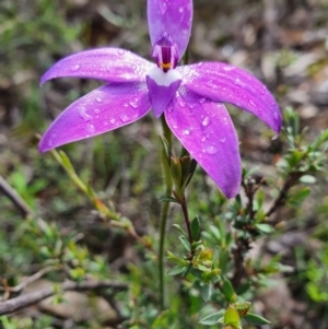 Glossodia major at Denman Prospect, ACT - suppressed