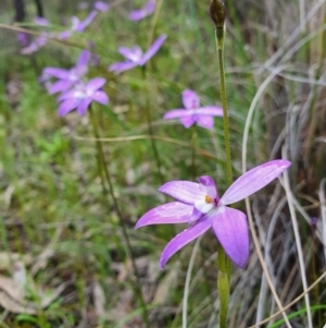 Glossodia major at Denman Prospect, ACT - 9 Oct 2020