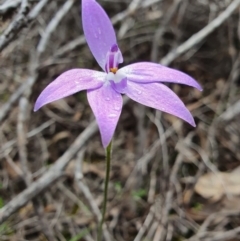 Glossodia major (Wax Lip Orchid) at Denman Prospect, ACT - 9 Oct 2020 by nic.jario