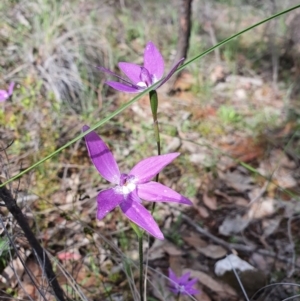 Glossodia major at Denman Prospect, ACT - suppressed