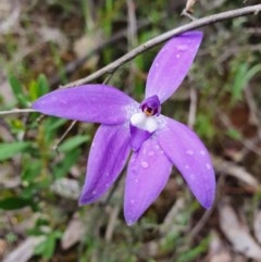 Glossodia major (Wax Lip Orchid) at Denman Prospect, ACT - 9 Oct 2020 by nic.jario